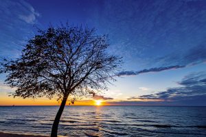 Tree Glow photo Brad Reed